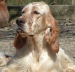 Cherokee - Setter Anglais Lemon - Setter Anglais