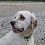 Costa portrait 11 mois - Setter Anglais (11 mois)