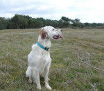 Costa 11 mois - Setter Anglais (11 mois)