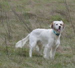 Costa 11 mois Lemon - Setter Anglais (11 mois)