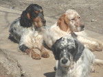 Cheyenne, Cherokee et Rasta - Setter Anglais