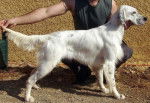 Black jack du Milobre de Bouisse mâle Blue Belton - Setter Anglais