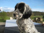 Dira -Femelle Setter Blue - Setter Anglais