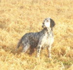 Utesse - Femelle Setter Anglais tricolore - Setter Anglais