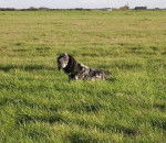 Assia du Fief de la Garenne - Setter Anglais