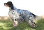NENCINI'S SIMBA - Setter Anglais