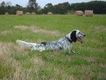 Bess du Fief de La Garenne - Setter Anglais