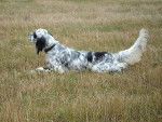 Bess du Fief de La Garenne - Setter Anglais