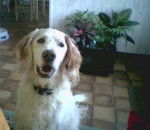 Max a 12 ans - Setter Anglais (12 ans)