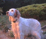 Max a 12 ans - Setter Anglais (12 ans)