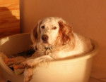 Max a 12 ans - Setter Anglais (12 ans)