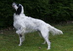 Photo Victor : Setter Anglais Blue Belton - Setter Anglais