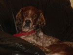 Tobi 6 ans - Setter Anglais (6 ans)