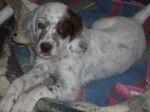 Gessie Setter Anglais Silver de 4mois - Setter Anglais