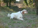 Eros du Mas des Vernets - Setter Anglais
