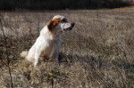 Crac du Mas des Vernet - Setter Anglais