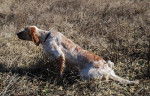Doucka du Mas des Vernet - Setter Anglais