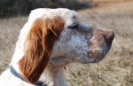 Portrait Apache du Mas des Vernets - Setter Anglais