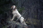 Un Setter Anglais dans un bois