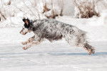 Un Setter Anglais en train de courir dans la neige