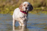 Un jeune Setter Anglais dans l'eau