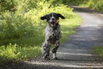 Un Setter Anglais en train de courir sur un sentier