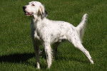 Un Setter Anglais en position statique dans l'herbe