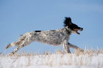 Un Setter Anglais court dans un champ enneigé