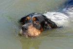 Un Setter Anglais en train de nager