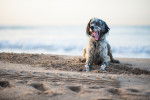 Un Setter Anglais assis sur le sable
