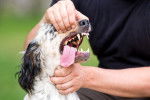 Un Setter Anglais en train de se faire examiner les dents