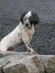 Guimauve - Setter Anglais (2 mois)