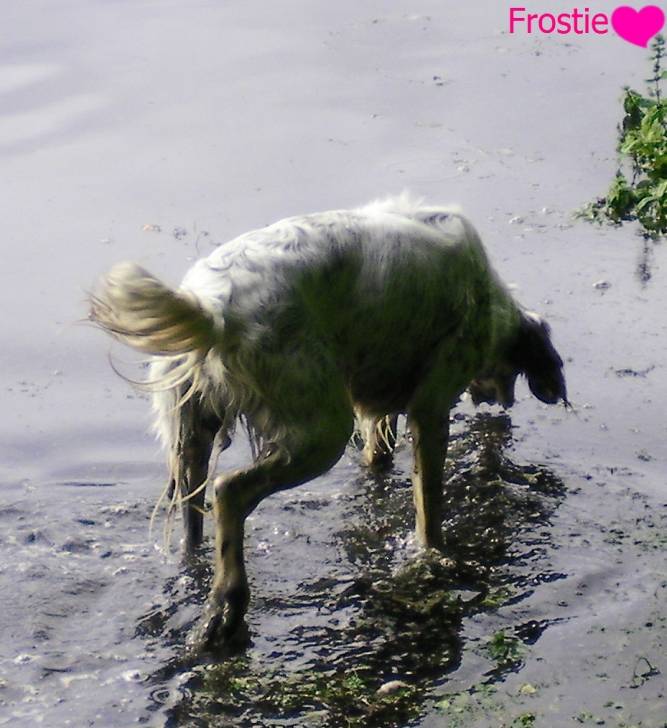 Frostie - Setter Anglais Mâle (2 ans)