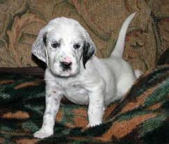Lady - Setter Anglais (5 mois)
