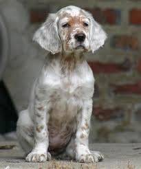 Sav - Setter Anglais Mâle (4 mois)