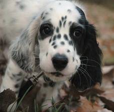 Freedom - Setter Anglais (5 mois)