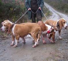 luna - Setter Anglais (2 ans)