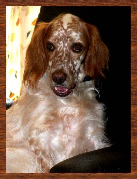 DREAMER SETTER ANGLAIS - Setter Anglais