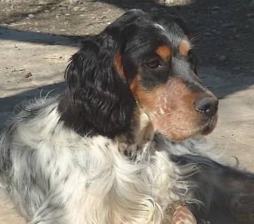Cheyenne - Setter Anglais Tricolore - Setter Anglais