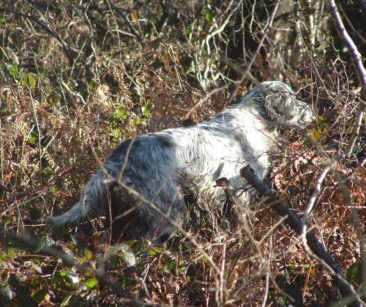 Chasse à la bécasse - Setter Anglais