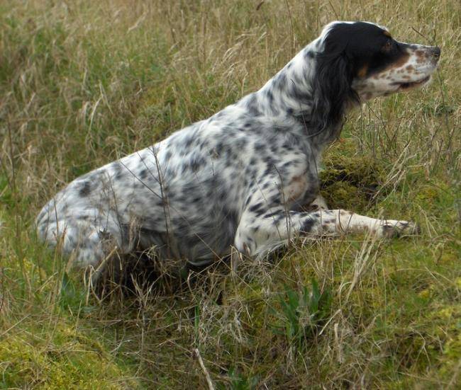 Tracy de Castel Lern dite Tina - Setter Anglais