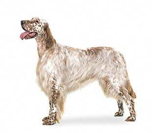 la race de mes chiennes - Setter Anglais