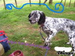 Fydgie - Setter Anglais Femelle (2 ans)