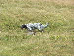 Voltige Setter Anglais - Setter Anglais