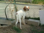 Setter anglais (lemon) Bouba - Setter Anglais