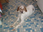 Setter anglais (lemon) Bouba - Setter Anglais