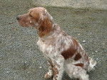 setter anglais caline - Setter Anglais