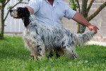 Chanel du Fief de la Garenne - Setter Anglais