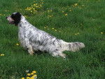 NENCINI'S CUSTER - Setter Anglais