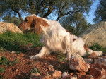 Azia du Mas des Vernets - Setter Anglais - Setter Anglais